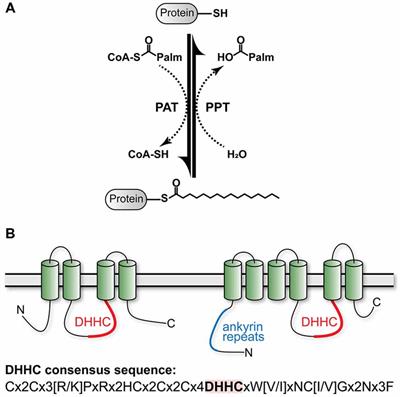 Role of Palmitoylation of Postsynaptic Proteins in Promoting Synaptic Plasticity